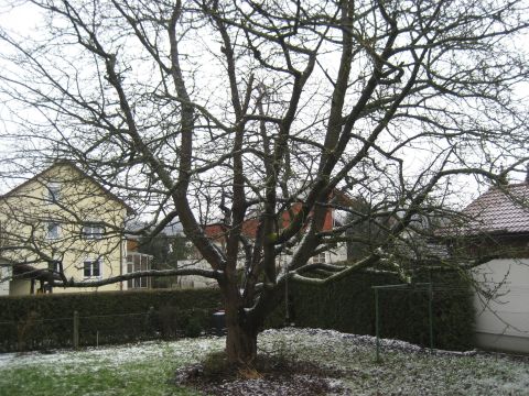 Snow-covered Cherry Tree in Our Garden